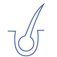 Illustration of a hair follicle showing detailed structure and hair growth stages